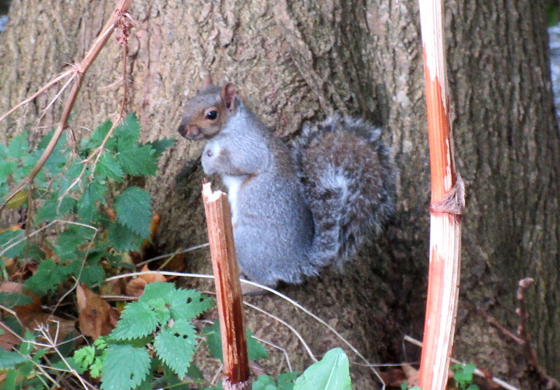 squirrel
                                  posing for me