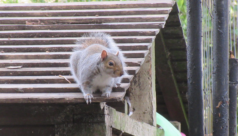 almost
                                        tame squirrel