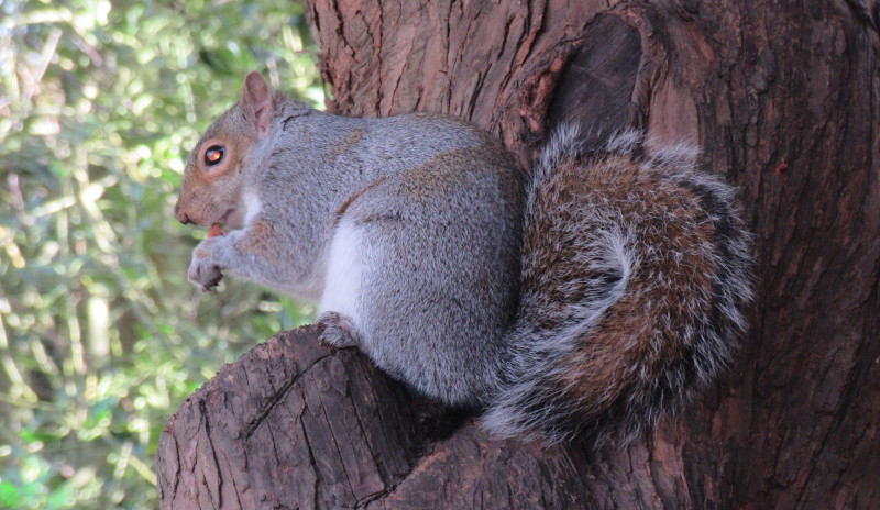 squirrel with almond