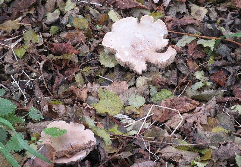 fungus