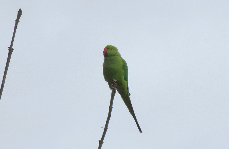 single
                                    parakeet