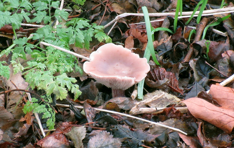 fungus