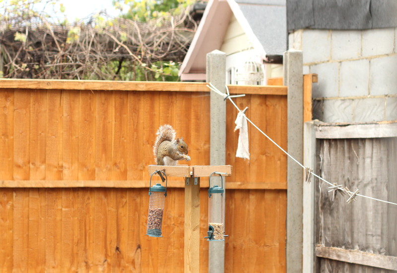 squirrel
                                      on bird table