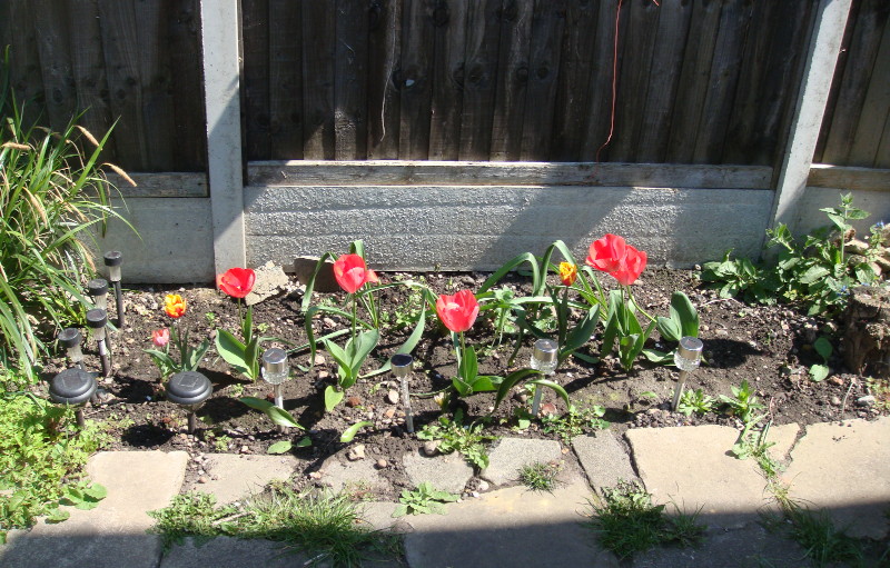 tulips