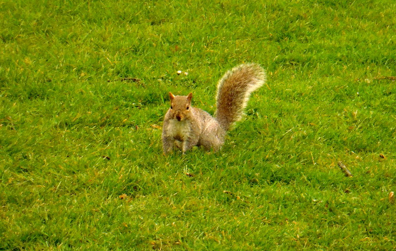 squirrel in pose 2