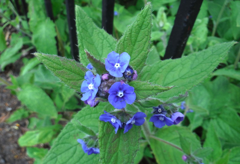 Dead Nettle