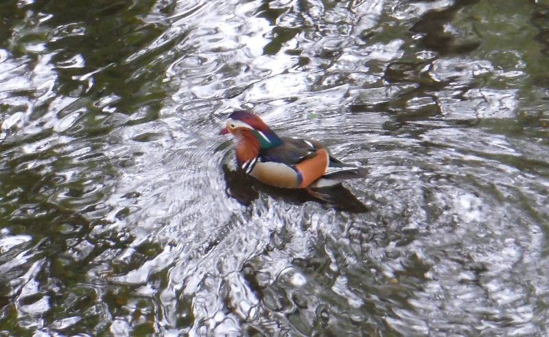 Mandarin duck