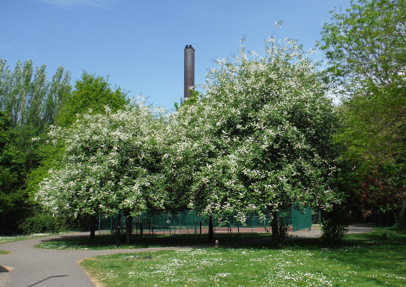 blue sky and
                              blossom on trees