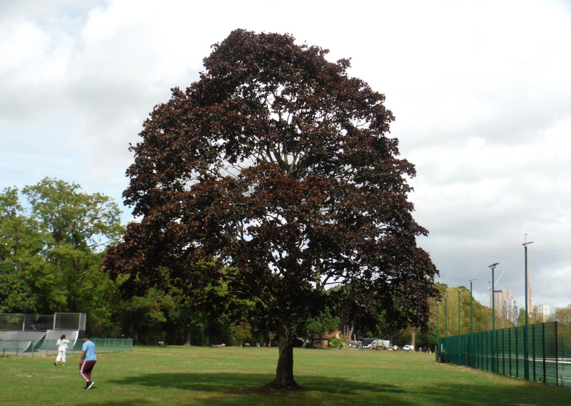 tree in it's
                              autumn colours