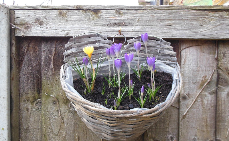 flower
                                    basket coming to life