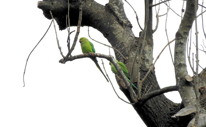 Parakeets