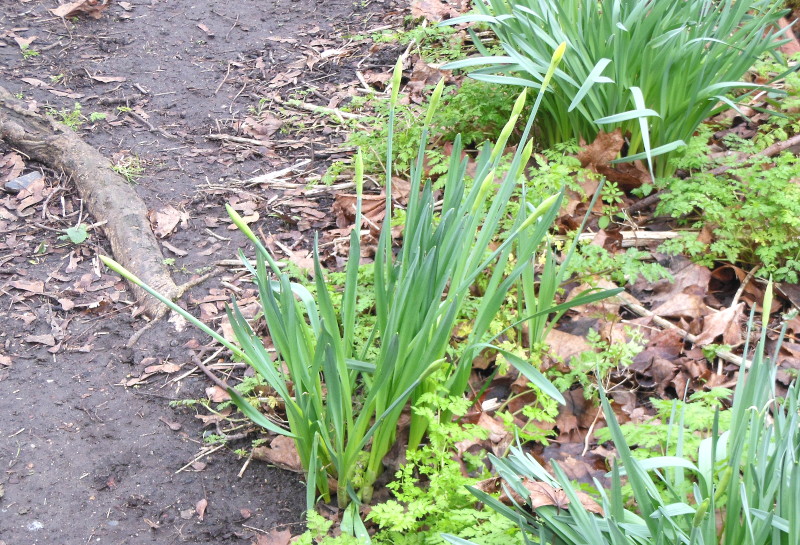 daffodils
                                    getting ready to burst into flowers