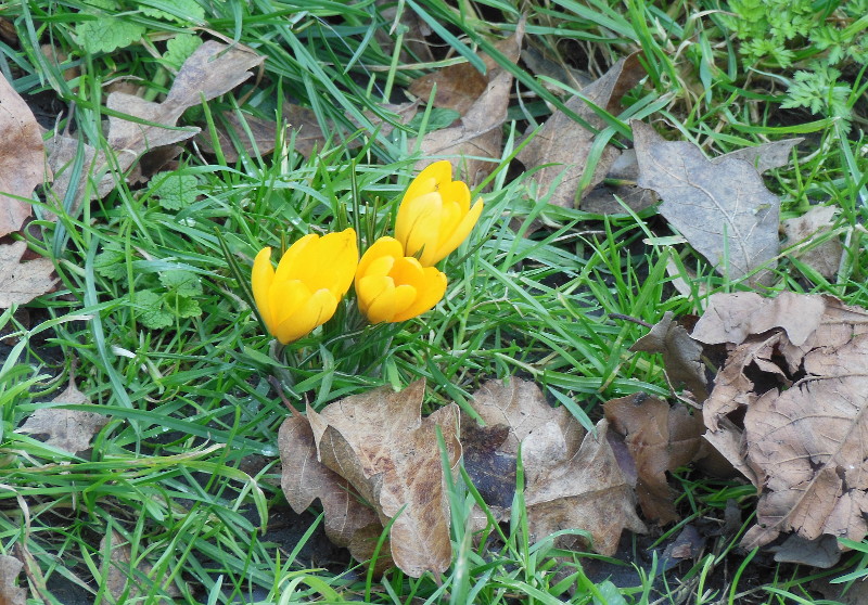 crocuses