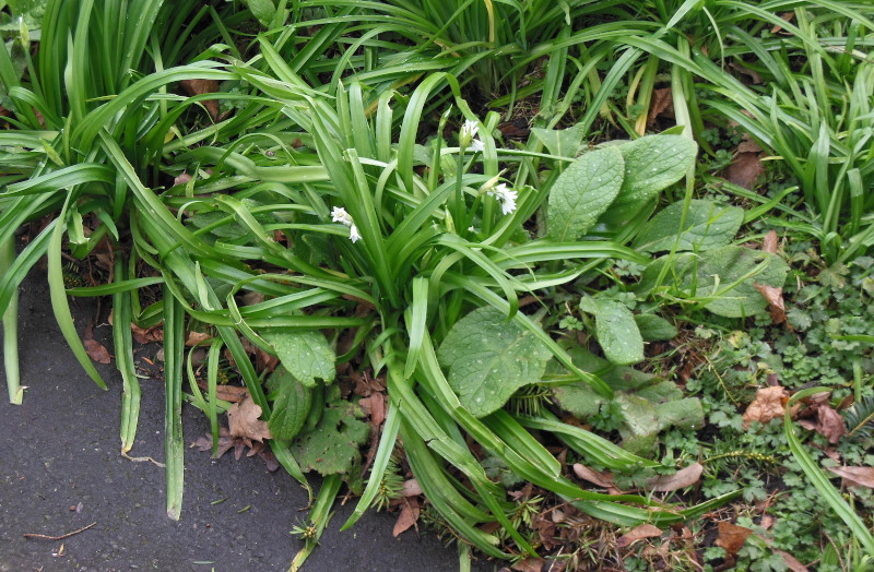 wild
                                    garlic