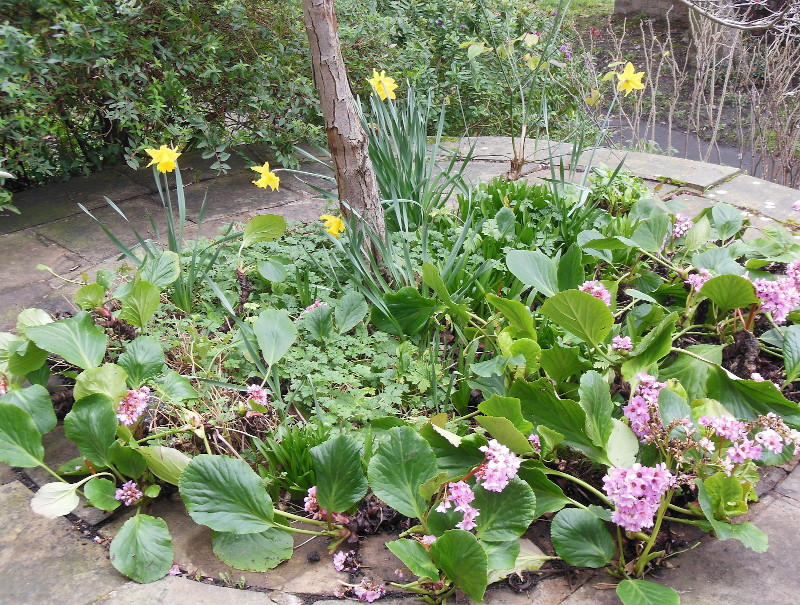 Daffodils
                                    in Flower