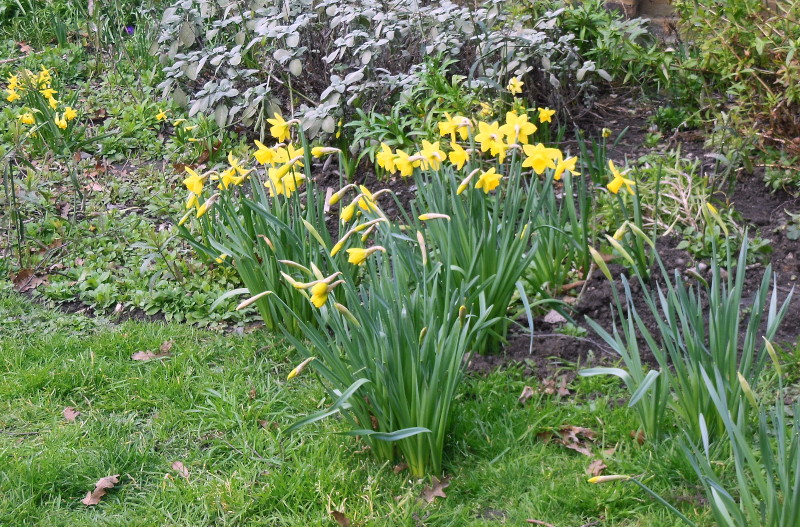 daffodils