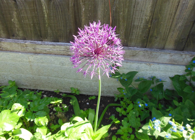 allium