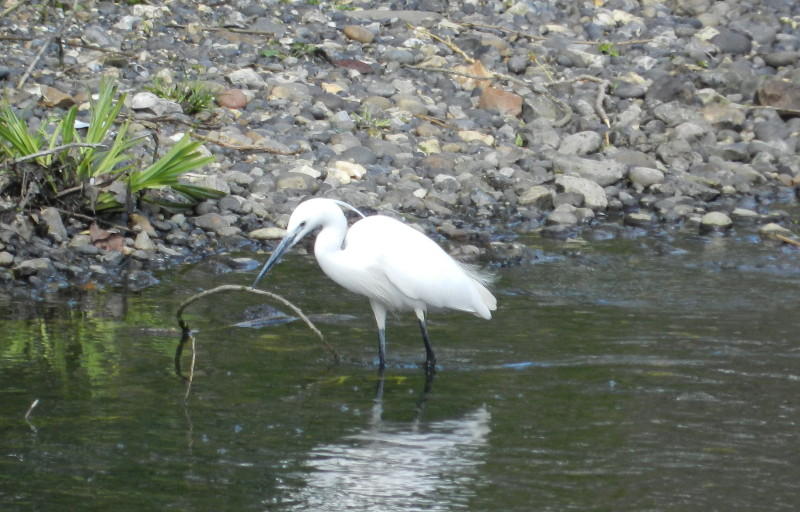 Egret