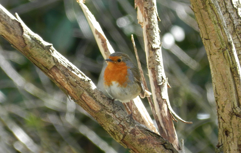 Robin