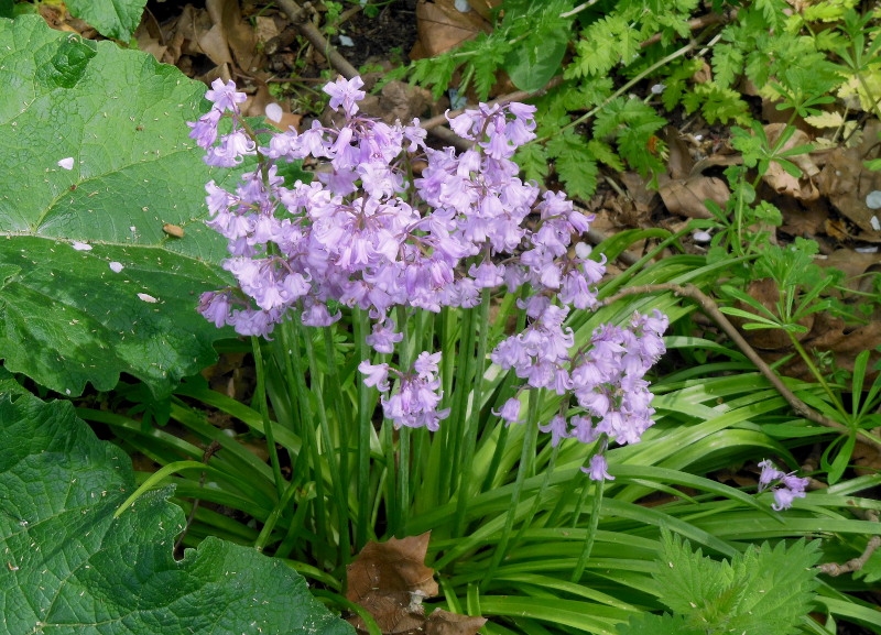 lilac bluebells