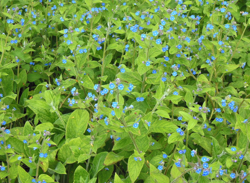 green alkanet