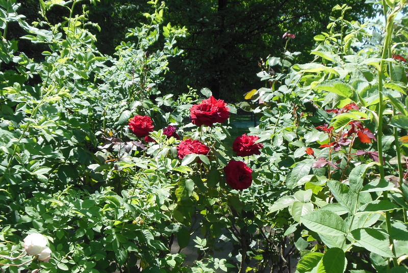 red roses