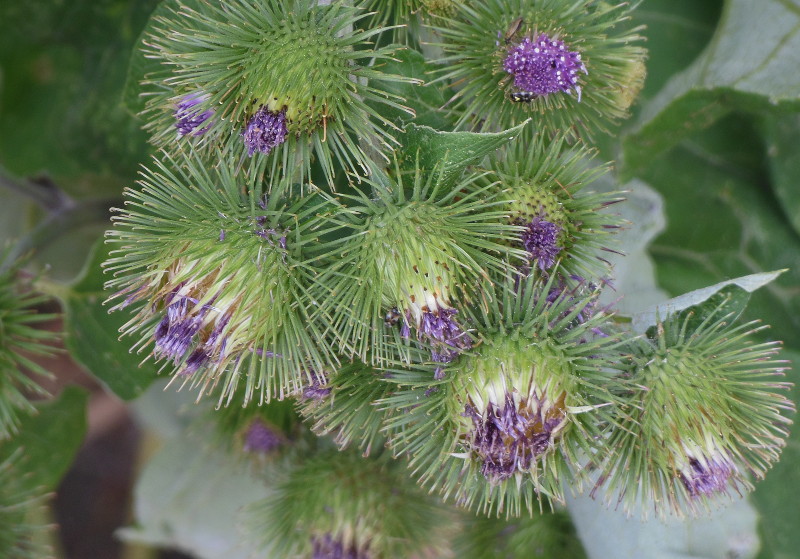 spiky flowers