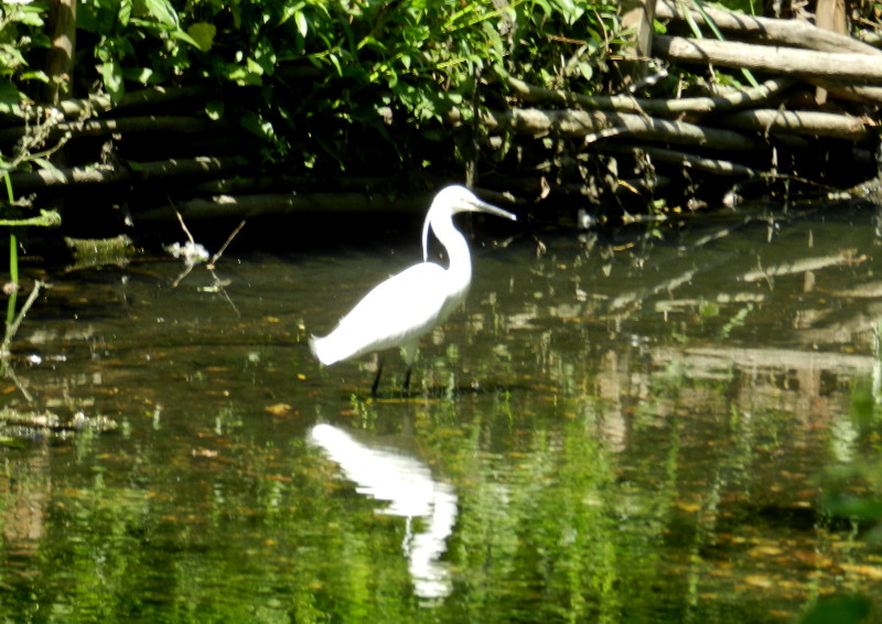 egret