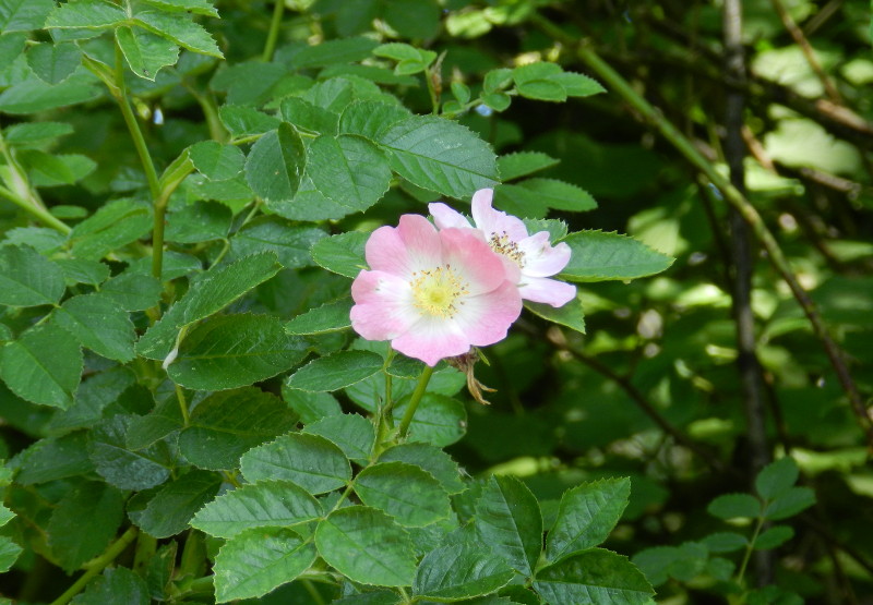 dog rose