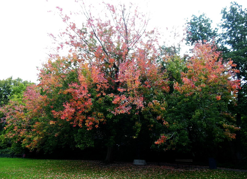 autumn colours