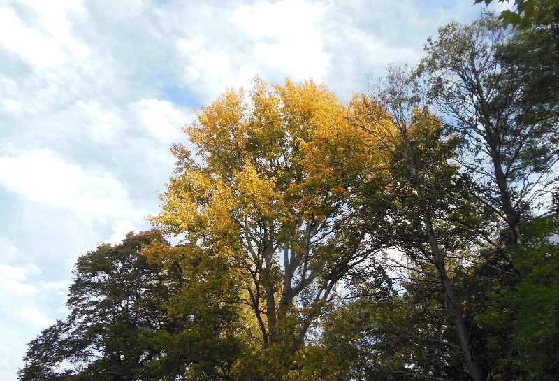 bright yellow
                              leaves on a tall tree
