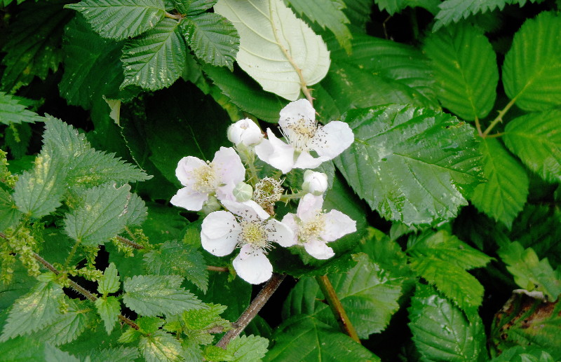 blackberry
                              flowers