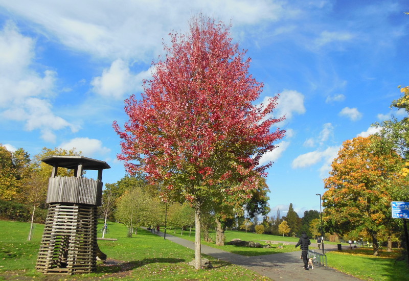 tree in red
                              autumn colours