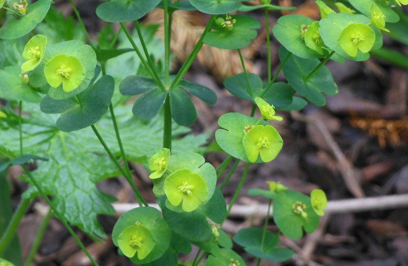 unidentified
                              green flowers