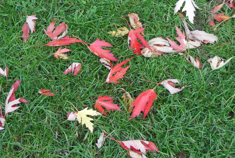 red leaves