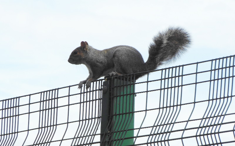 squirrel