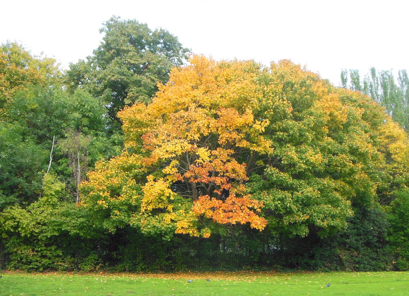 autumn colours