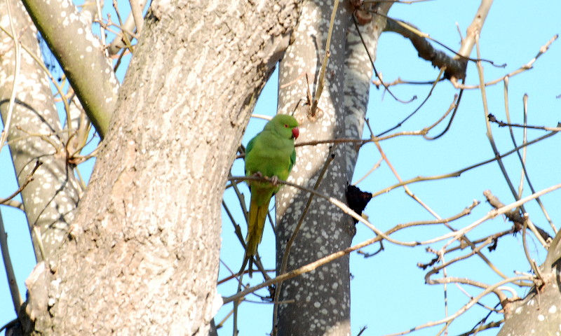 Ring
                                      Necked Parakeet