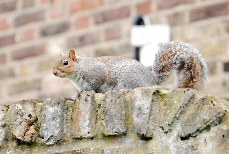 a
                                      squirrel poses for me