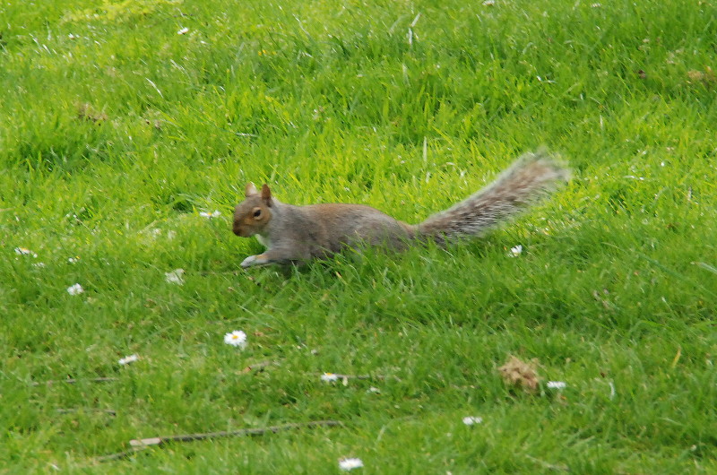 squirrel