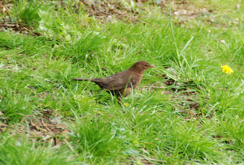 blackbird hen