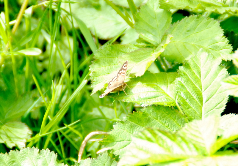 well over
                              exposed butterfly