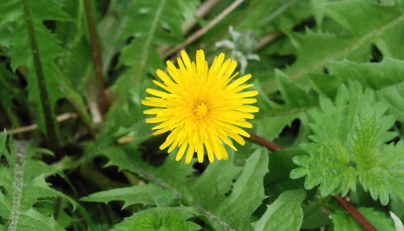 dandelion