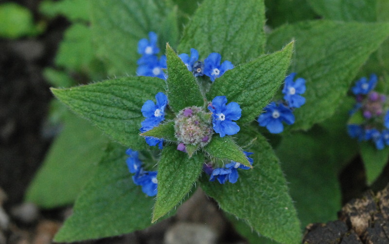 nettle top