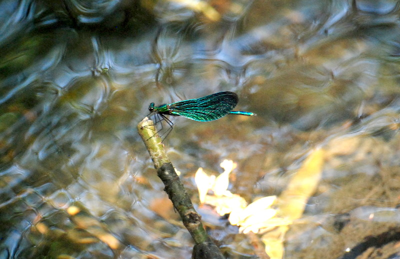 mayfly or dragon
                              fly