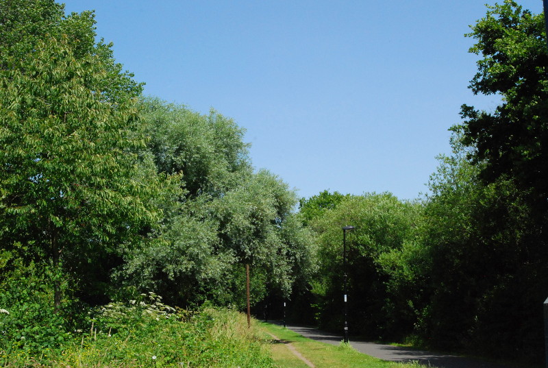 green grass and
                              trees with a blue sky above