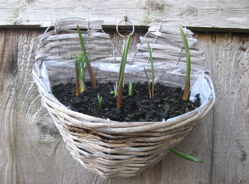 flower
                                      basket one