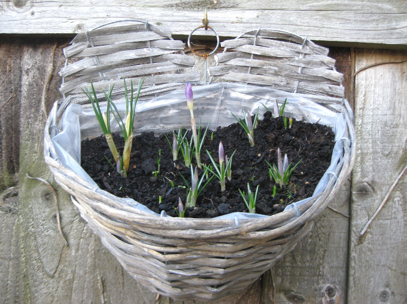 flower
                                      basket two