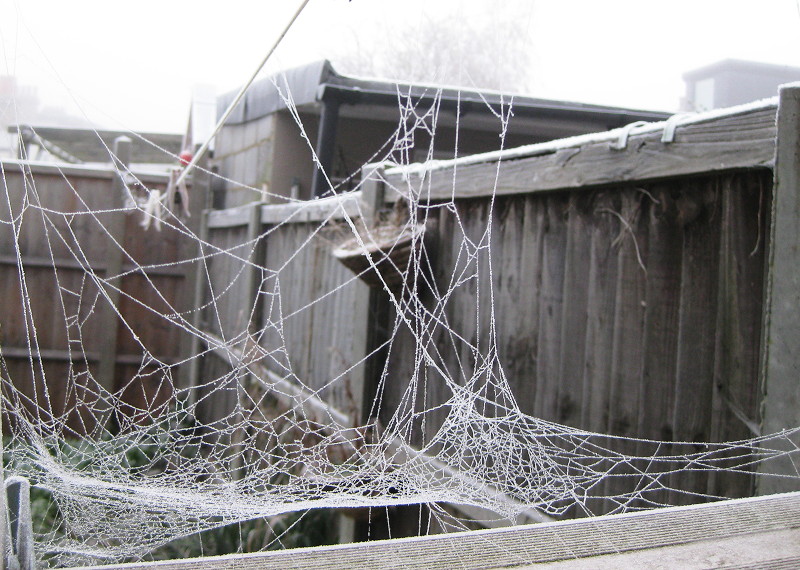 spider web on
                              step ladder