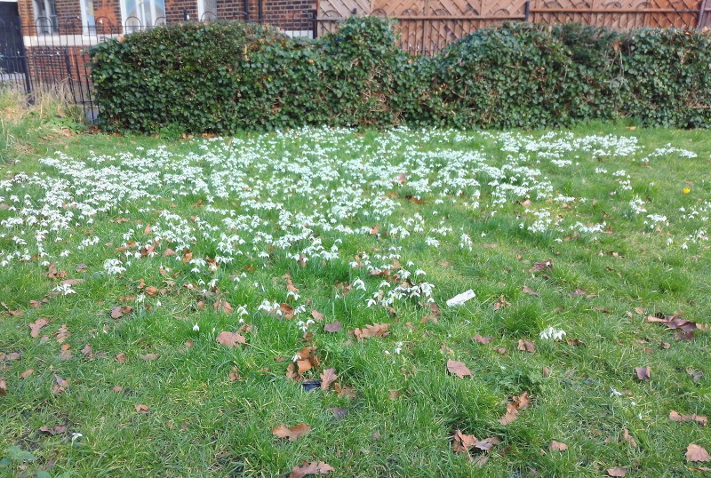 snowdrops